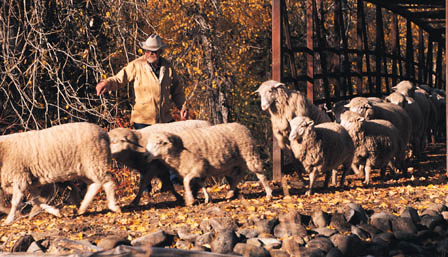 John Faulkner & flock &copy; Linda Dufurrena