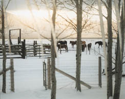 Pine Creek Ranch