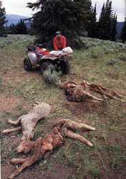 Copyright &copy;1998 Susan Marxer